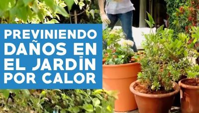 ¿Cómo prevenir daños en el jardín por el calor del verano?