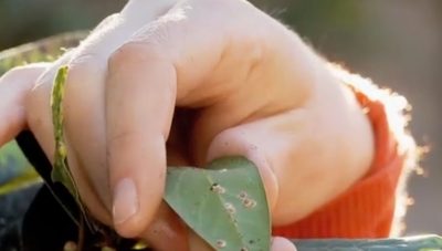 ¿Cómo controlar las plagas en el jardín?