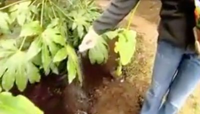 ¿Cómo fertilizar las plantas?
