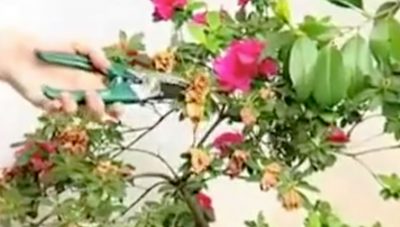 ¿Cómo prevenir los hongos y hacer una poda de primavera en el jardín?