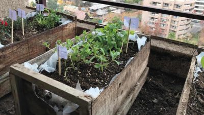 ¿Cómo revitalizar la tierra de un huerto en casa?
